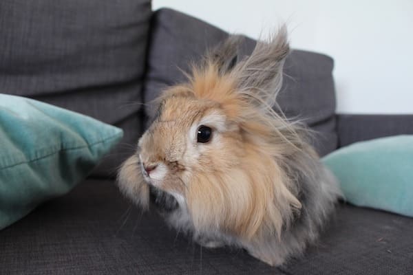 angora rabbit